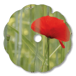 Coquelicot