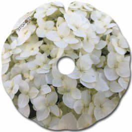 Hortensia blanc