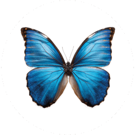Papillon bleu