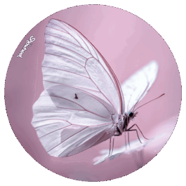 Mandalas et spirituel