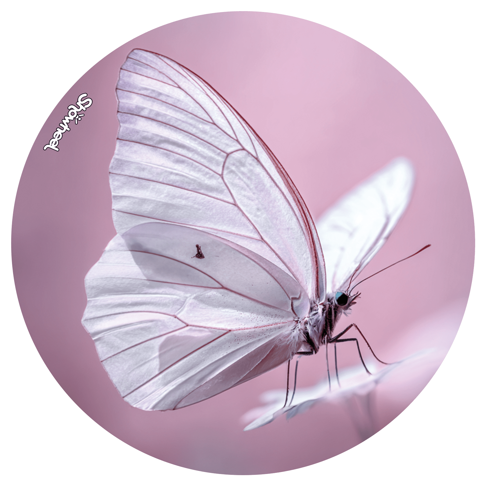 Enjoliveur décoratif pour fauteuil roulant - Papillon rose – Image 2